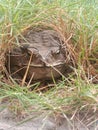 Frogs hiding in the grass Royalty Free Stock Photo