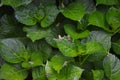 Frogs on Hydrangea Leaves