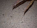 Frogs jump across the road at night in spring