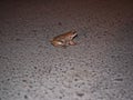 Frogs jump across the road at night in spring