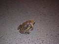 Frogs jump across the road at night in spring