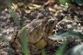 Couple of frogs making love in my garden