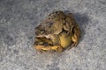 Couple of frogs making love in my garden