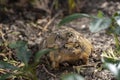 Couple of frogs making love in my garden