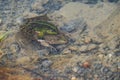 Frogs in the lake underwater