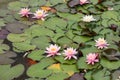 Frogs on the leaves of blooming water lilies