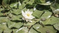 Frogs on leaves of water lily on lake Royalty Free Stock Photo