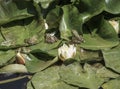 Frogs on leaves of water lily on lake Royalty Free Stock Photo