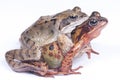frogs in love Royalty Free Stock Photo