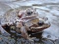 Frogs in love Royalty Free Stock Photo