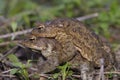 Frogs mating on a ground Royalty Free Stock Photo