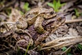 Frogs mating on ground Royalty Free Stock Photo