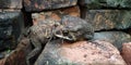 frogs that are mating on a pile of bricks can be seen faintly