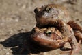 Frogs mating season