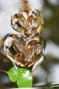 Asian common toad are mating in green water Royalty Free Stock Photo