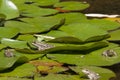 Frogs on nenuphar leaves