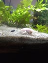 Albino African Clawed Frog Wild Amphibious