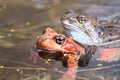 Frogs in the pond Royalty Free Stock Photo