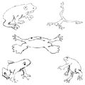 Frogs. Sketch by hand. Pencil drawing by hand. Vector image. The image is thin lines