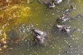 Frogs and spawn on natural pond Royalty Free Stock Photo