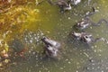 Frogs and spawn on natural pond