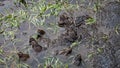 Frogs spawn in the pond. Frog mating season