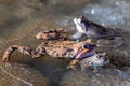 The frogs in spawn in the pond, springtime Royalty Free Stock Photo