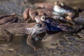 The frogs and spawn in the pond, springtime Royalty Free Stock Photo