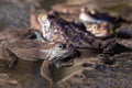 The frogs and spawn in the pond, springtime Royalty Free Stock Photo