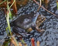 Frogs spawning in a Pond