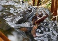 Frogs spawning in a Pond