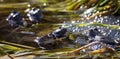 Frogs during spring mating season