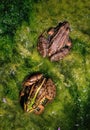 Frogs in the Swamp (as they've ended as lovers) Royalty Free Stock Photo