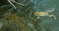 Frogs swimming in lake at spring - frog sitting at rock