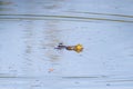 frogs swimming on the lake surface Royalty Free Stock Photo