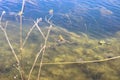 Frogs swimming near the pond Royalty Free Stock Photo