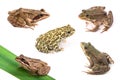 Frogs and toad isolated on white Royalty Free Stock Photo