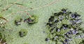Frogs together with frogspawn in pond full of duckweed Royalty Free Stock Photo