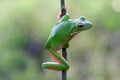 Frogs, tree frogs, close up, amphibians Royalty Free Stock Photo