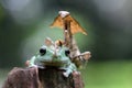 Frogs, tree frogs and mantis on wood Royalty Free Stock Photo