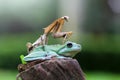 Frogs, tree frogs and mantis on wood