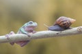 Frogs, tree frogs and mantis on wood Royalty Free Stock Photo