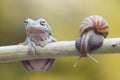 Frogs, tree frogs and mantis on wood Royalty Free Stock Photo