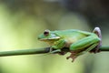 Frogs, tree frogs and mantises on tree branches Royalty Free Stock Photo