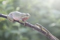 Frogs, tree frogs on twigs with a dark background Royalty Free Stock Photo