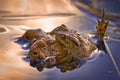 Frogs trying to mate Royalty Free Stock Photo
