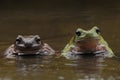 2 frogs Royalty Free Stock Photo