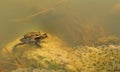 Frogs underwater (Rana temporaria)