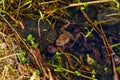 FROGS, WATER, GRASS