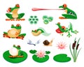 Frogs with water lily leaves and flowers, reed, dragonfly, snail. Amphibian life cycle, eggs, tadpole, froglet. Exotic